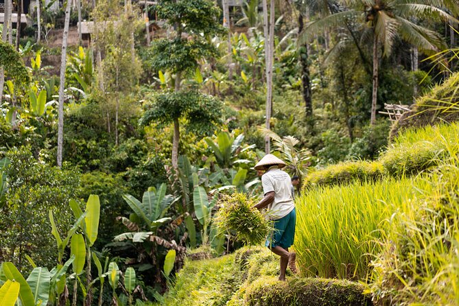 Private Customized Trip to Ubud - Why this Ubud private day makes sense from Seminyak