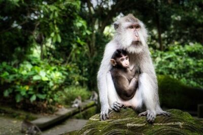 Private Day Tour In Ubud With Jungle Swing All Inclusive - Sacred Monkey Forest Sanctuary: Temples, Trails, and Long-Tailed Macaques