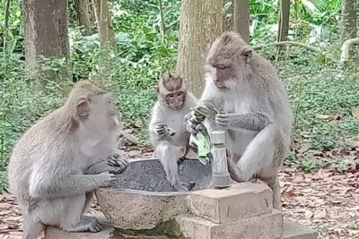 Private Day tour - Ubud and Tanah Lot Sunset in one Day - Pickup at 8:15am and Building Your Custom Route