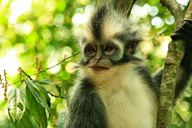 Private Full-Day Bukit Lawang Trekking Tour From Medan - From Medan to Bukit Lawang: what that 12-hour day really feels like