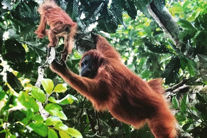 Private Full-Day Bukit Lawang Trekking Tour From Medan - Entering the Bukit Lawang jungle: orangutan spotting that takes patience