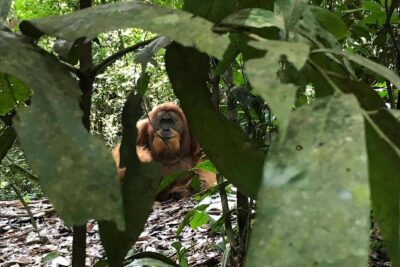 Private Full-Day Bukit Lawang Trekking Tour From Medan - The 7:00am pickup: logistics that matter more than you think