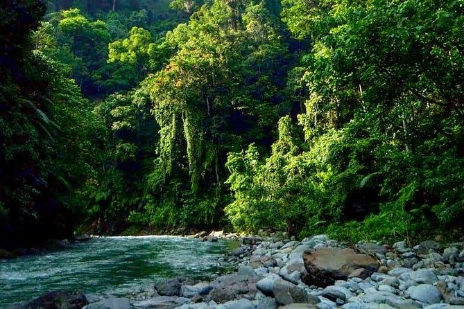 Private Full-Day Bukit Lawang Trekking Tour From Medan - Who this tour suits best (and who should skip it)