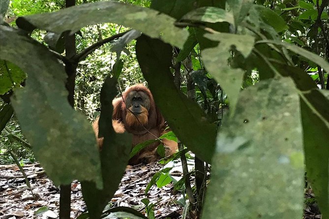 Private Full-Day Bukit Lawang Trekking Tour From Medan - The 7:00am pickup: logistics that matter more than you think