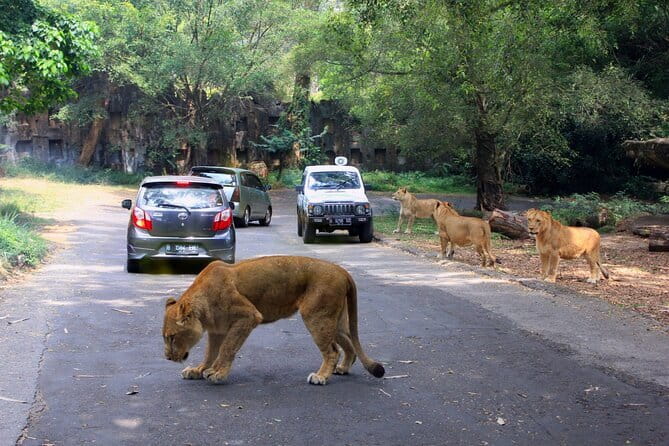 Private Full Day Trip to Taman Safari From Jakarta - Key points you’ll care about