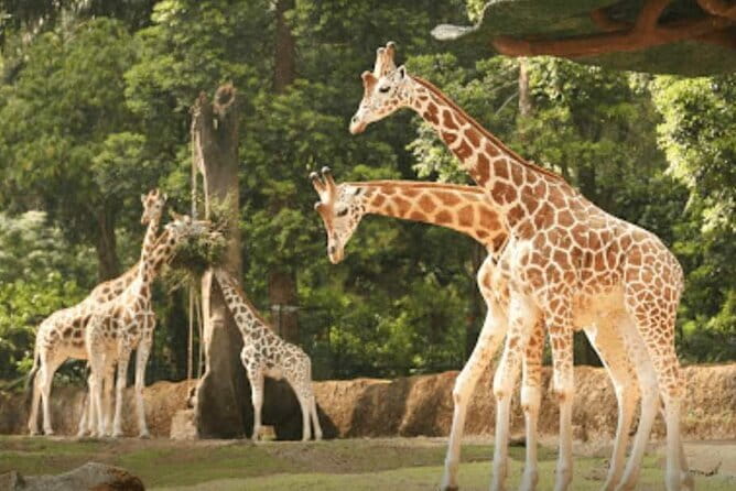 Private Full Day Trip to Taman Safari From Jakarta - Price and logistics: what $103 really buys