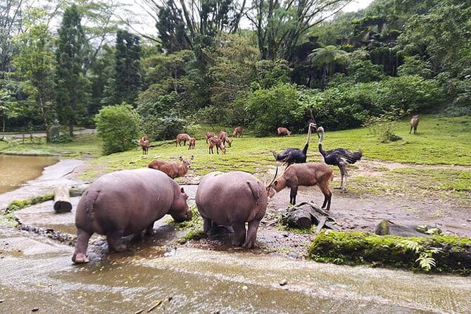 Private Full Day Trip to Taman Safari From Jakarta - Entering Taman Safari Bogor: what your park time feels like