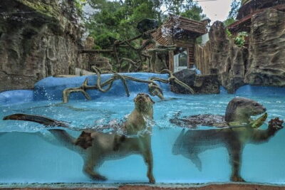 Private Full Day Trip to Taman Safari From Jakarta - Getting from Jakarta to Bogor without driving yourself