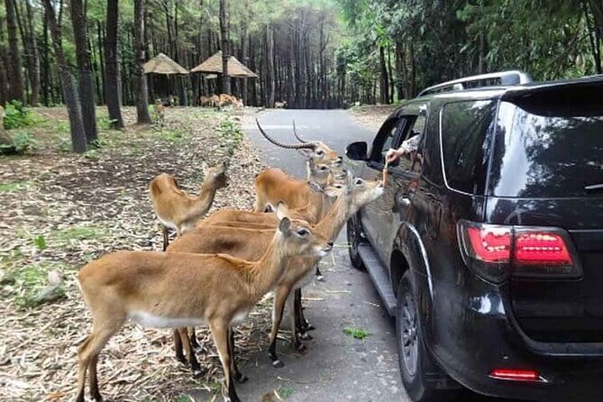 Private Full Day Trip to Taman Safari From Jakarta - Animal shows and entertainment: plan your energy, not just your route
