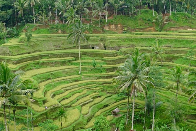 Private Guided Tour: The Best Of Ubud With Jungle Swing - Ceking Rice Terrace (Tegalalang): meeting the landscape and local farmers