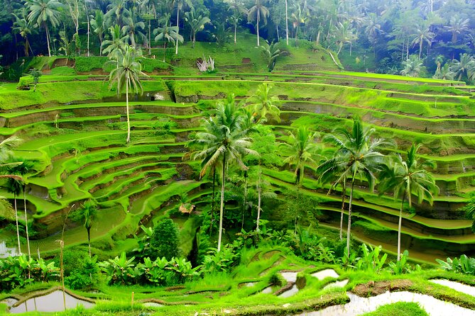Private Half Day-Tour: Ubud Art Village Trip - Puri Saren Palace: free entry and a real focal point