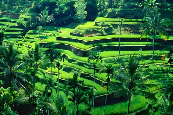 Private Half-Day Tour: Ubud Tour Packages - Lunch in a local restaurant: how to make the timing work