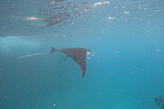 PRIVATE Nusa Penida on Boat Snorkeling & Island Tour (INCLUSIVE) - Snorkeling for Manta Rays: Manta Bay, Wall Point, Gamat Bay, and Crystal Bay