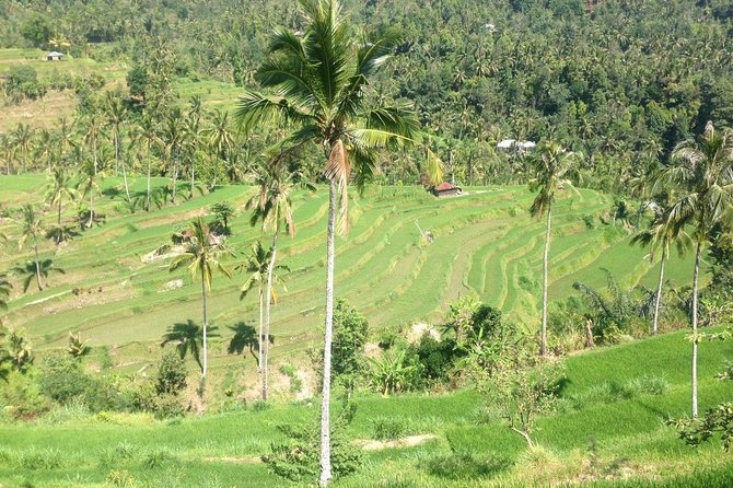 Private Sekumpul Waterfalls Trekking Tour - Why This Sekumpul Waterfalls Day Feels Like Real Bali
