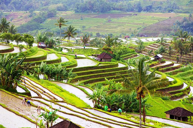 Private Shore Excursion: Customized Best of Bali Tour - Your Ubud Core: Monkey Forest, Rice Terraces, and Market Time