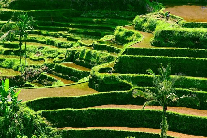 Private Shore Excursion: Customized Best of Bali Tour - Practical Tips to Make the Day Feel Smooth