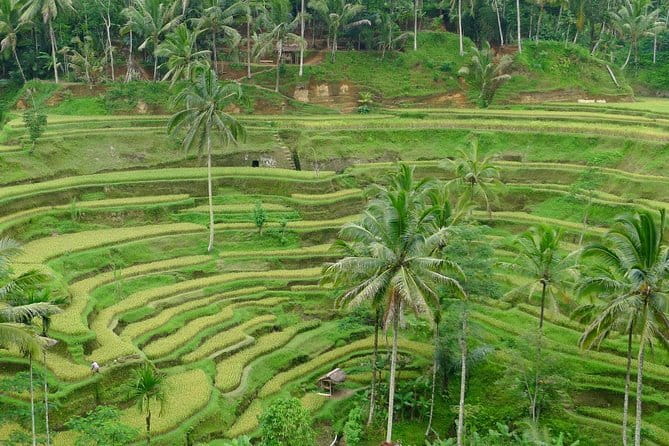 Private Shore Excursion: Highlights of Bali - Penglipuran Village: Traditional Balinese Life You Can Actually See