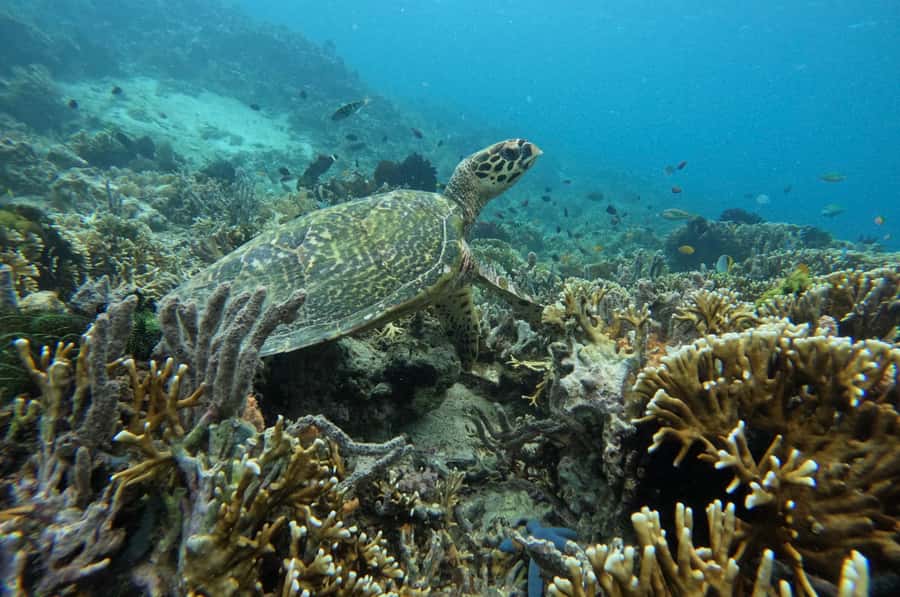 Private Snorkeling GIli Asahan, Goleng, Gili Layar & Gede - What to bring and what to avoid for a smooth snorkeling day