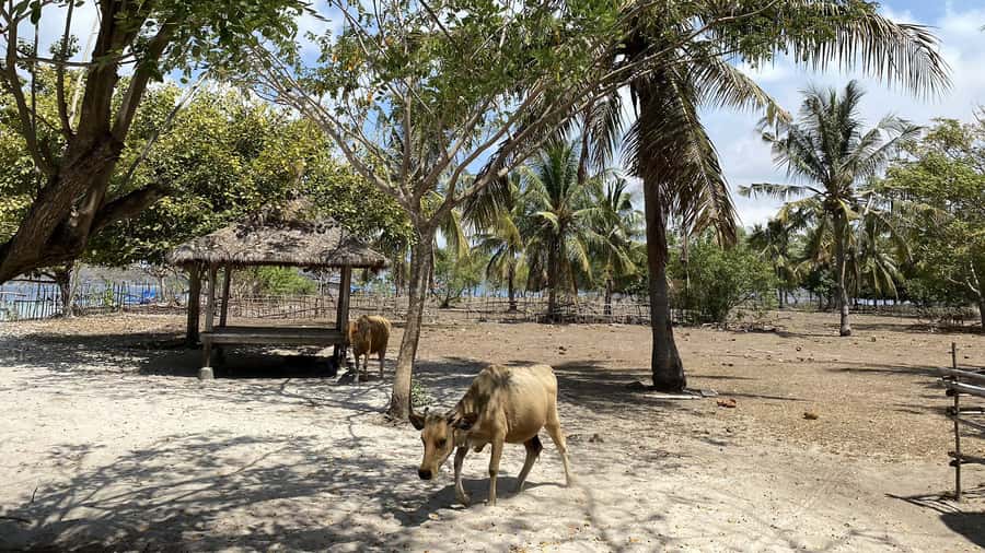Private Snorkeling Gili Gede, GIli Asahan, Gili Goleng Tour - Price and Value: Why $77 Can Make Sense for a Full Day