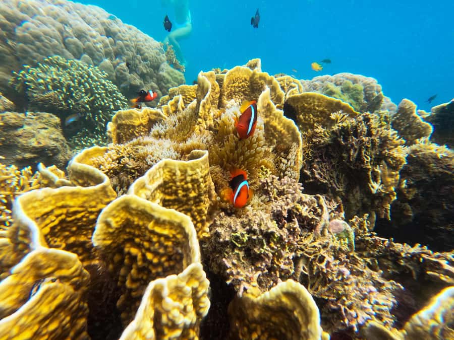 Private Snorkeling Gili Gede, GIli Asahan, Gili Goleng Tour - Gili Goleng Included on the Tickets, So Ask What You’ll Do On the Day
