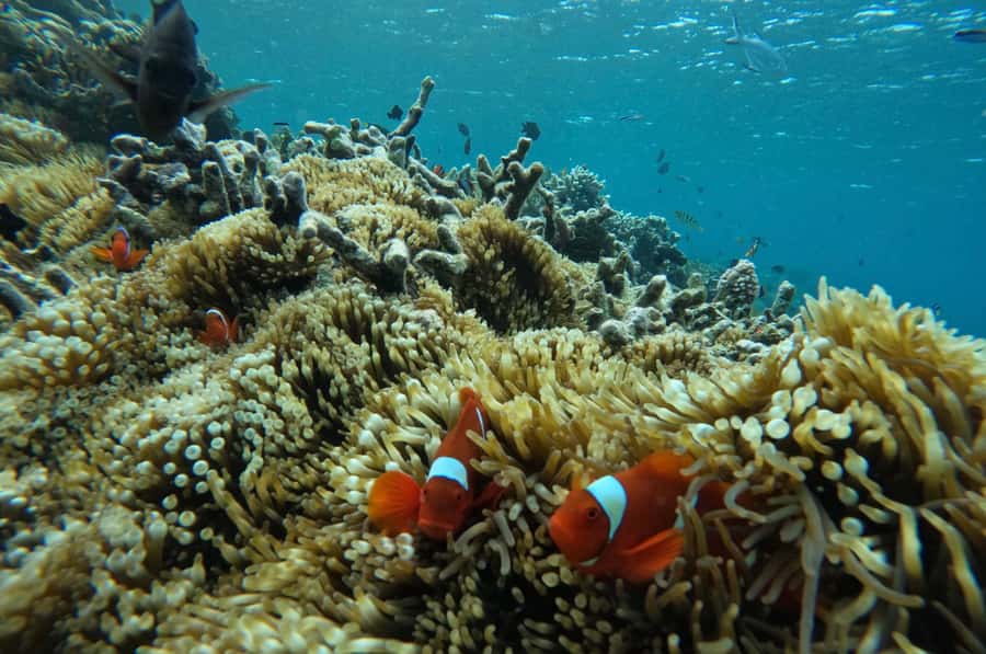 Private Snorkeling Gili Gede, GIli Asahan, Gili Goleng Tour - Private Boat Setup: What It Feels Like When It’s Just Your Group