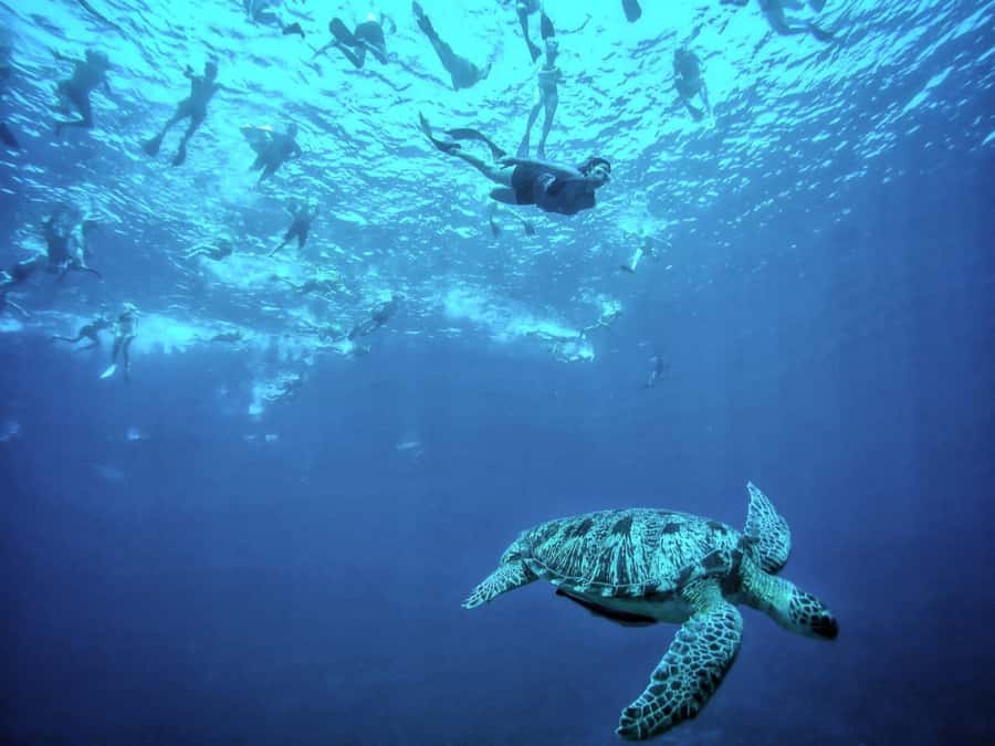 Private Snorkeling Gili Islands Full Day Tour - Gili Trawangan snorkeling hour: reef life, turtles, and a realistic crowd check
