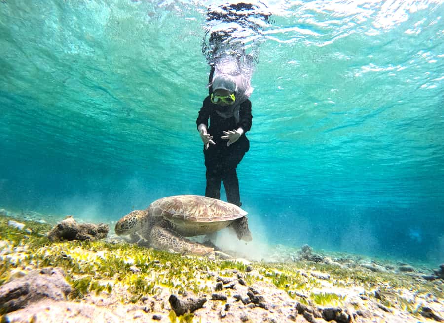 Private Snorkeling Gili Islands Full Day Tour - Gili Meno: guided snorkeling in calmer water and sea-grass zones