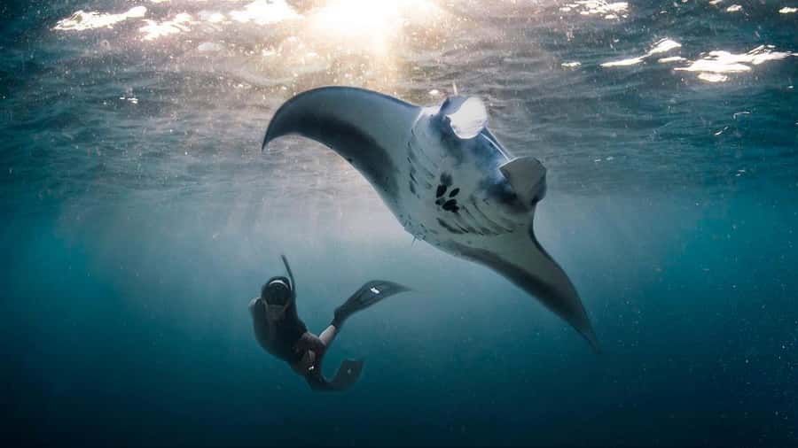 Private Snorkeling in Nusa Penida - Key highlights at a glance