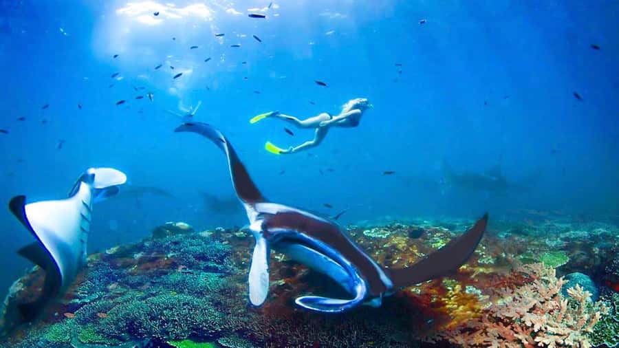 Private Snorkeling in Nusa Penida - What Your Private Snorkeling in Nusa Penida Actually Feels Like