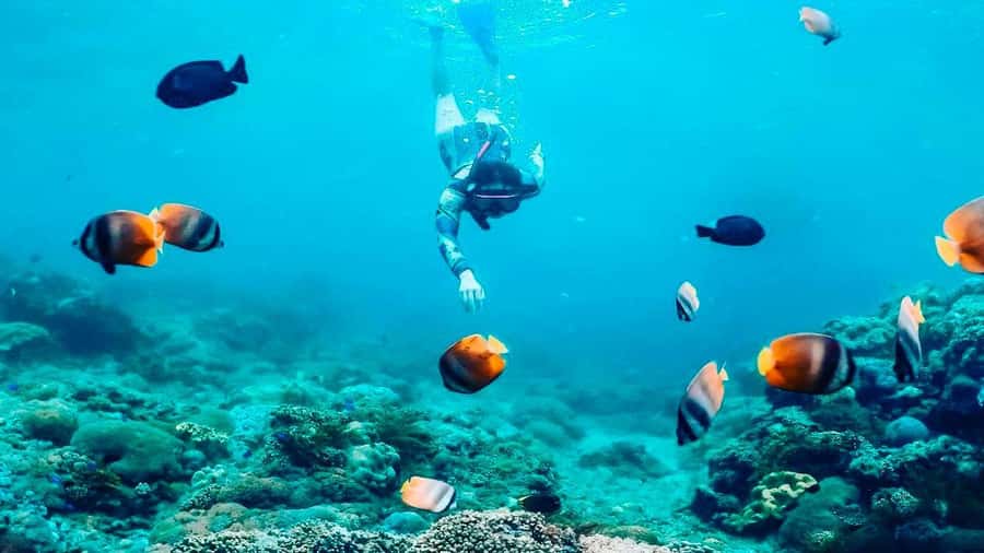 Private Snorkeling in Nusa Penida - Stop 3: Gamat Bay (and the Other Option) for More Underwater Texture