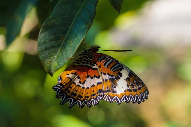Private Tour: Bali Temple and Countryside Tour - Bali Butterfly Park: walking a research garden, not just seeing pretty wings