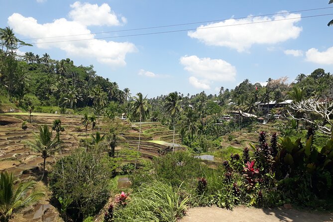 Private tour in Ubud country side - Sacred Monkey Forest Sanctuary: Temples in a Real Forest Setting