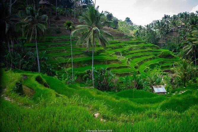 Private Tour: Jatiluwih Rice Terrace,Ulun danu and Banyu Mala Waterfall Tour - Key things you’ll notice on this private route