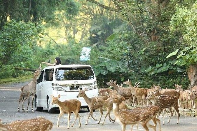 Private Tour To Safari Park & Waterfall (From Surabaya/Malang) - Taman Safari Prigen: the car safari makes it feel personal