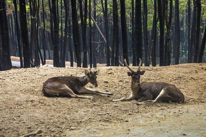 Private Tour To Safari Park & Waterfall (From Surabaya/Malang) - The included package: what you’re actually paying for