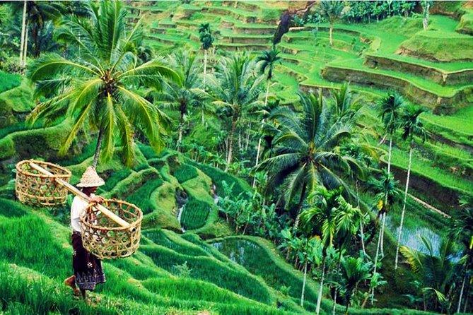 Private Tour Top Sights of Bali in One Day - Kintamani Lunch at Restaurant Panca Yoga Buffet: Views With Your Fork