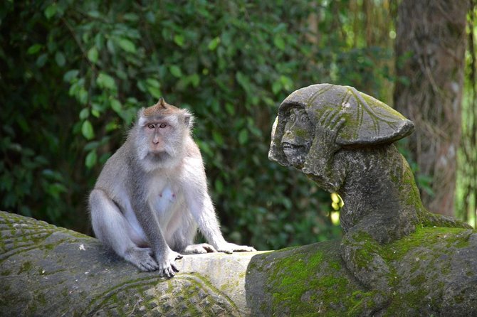 Private Tour: Ubud Day Tour with Traditional Offering Lesson - Coffee Plantation and Luwak: The Price Question, Answered