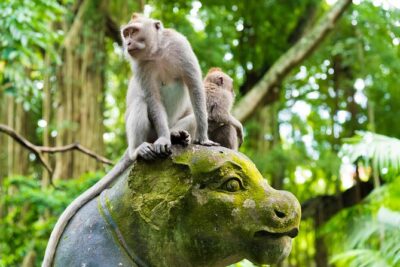 Private Tour: Ubud Highlights - Sacred Monkey Forest Sanctuary: 700 macaques and the rules of sharing space