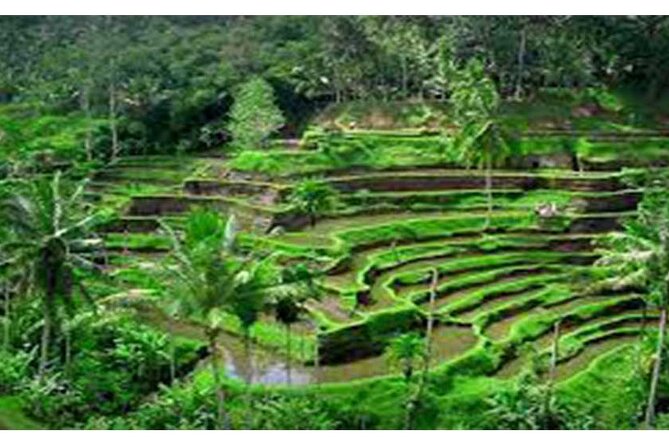 Private Tour:Kintamani Volcano Tour With Entrance Ticket & Hotel Transfer - The Lookout Resto & Bar Stop: Your Volcano View Comes With a Breather