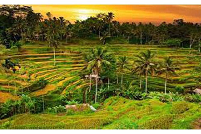 Private Tour:Kintamani Volcano Tour With Entrance Ticket & Hotel Transfer - Tegalalang Rice Terrace Trek: A Short Walk That Feels Like Bali