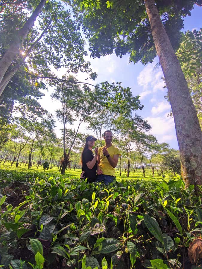 Private Trip Malang/Surabaya : Tour Tea Plantation Wonosari - Key points to know before you go