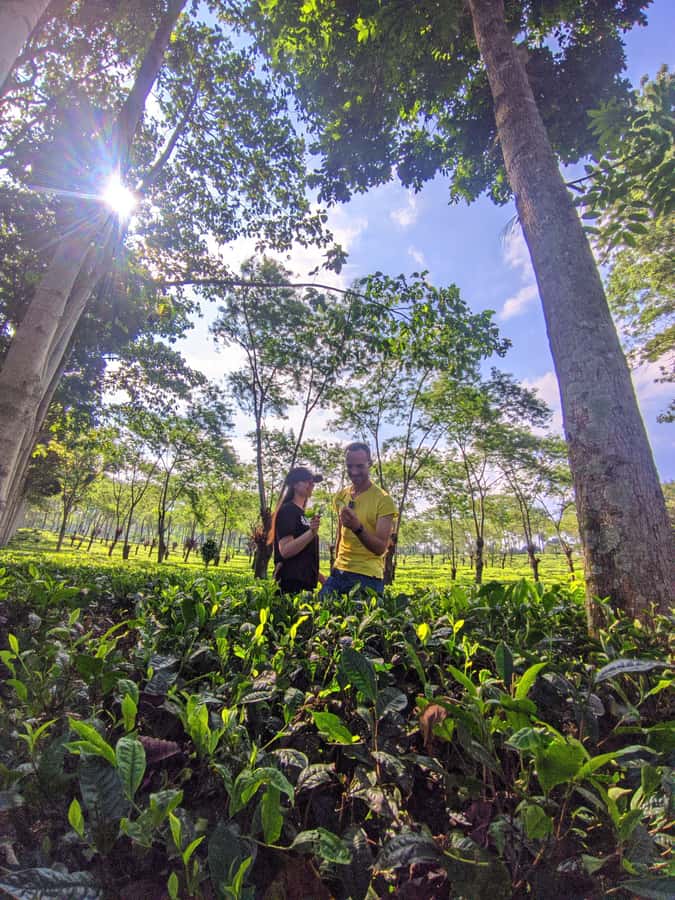 Private Trip Malang/Surabaya : Tour Tea Plantation Wonosari - Wonosari Tea Garden: the calm you come for