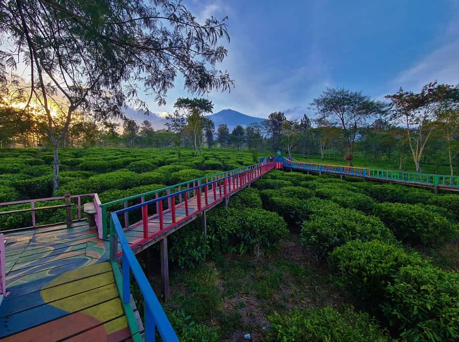 Private Trip Malang/Surabaya : Tour Tea Plantation Wonosari - Price value: what $47 covers (and what it doesn’t)