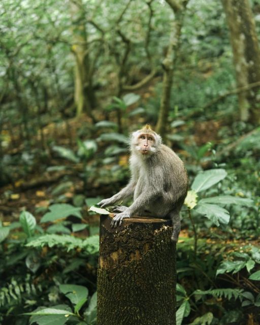 Private ubud tour Rice teracce, temple & Secret waterfall - Sacred Monkey Forest Sanctuary: temples, macaques, and timing
