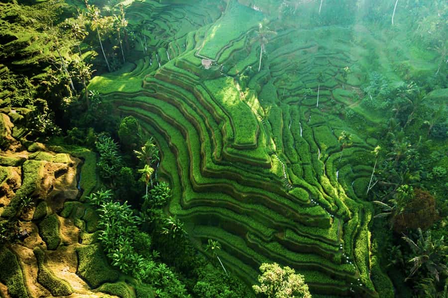 Private Ubud Tour: Sacred Monkeys, Coffee, Temple, Waterfall - How This Private Ubud Day Actually Feels