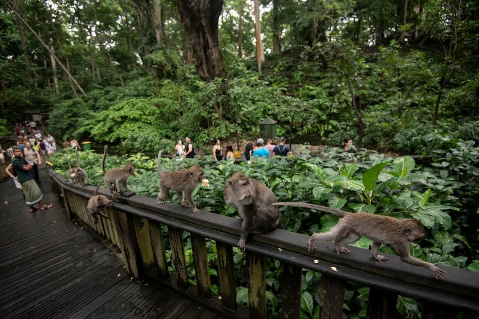 Private Ubud Tour: Sacred Monkeys, Coffee, Temple, Waterfall - Tegalalang Rice Terraces: Walk the Steps and See the Work