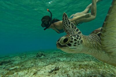 Public Snorkeling 3 Islands - Statue Snorkeling Spot: Reef Art and a First Hit of Marine Life