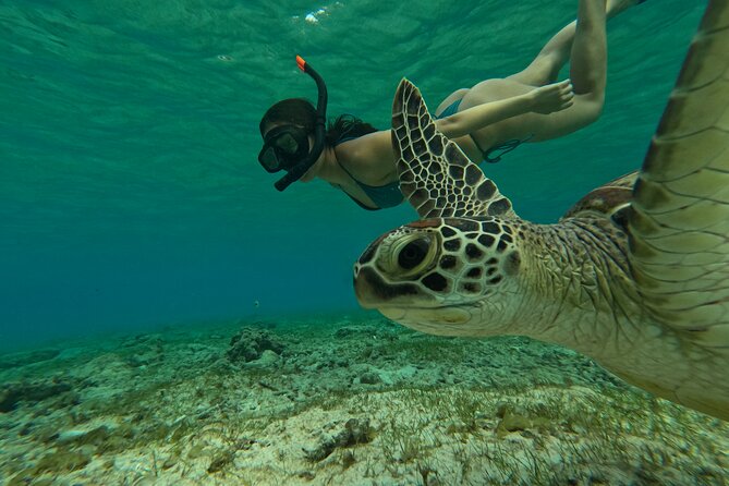 Public Snorkeling 3 Islands - Statue Snorkeling Spot: Reef Art and a First Hit of Marine Life
