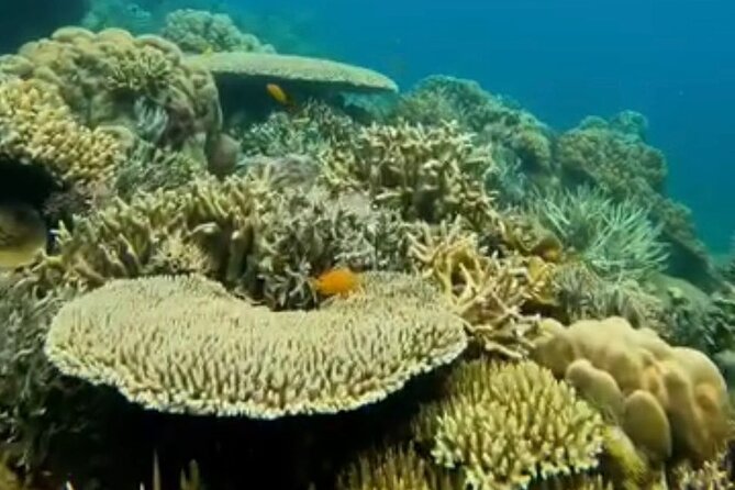 Rangko Cave & Beach Snorkeling Half Day Sharing Trip Labuan Bajo - What’s Included vs Not: Plan Your Food and Your Expectations