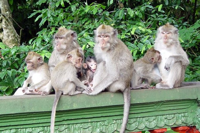 Royal Family Temple, Monkey Forest, and Tanah Lot Sunset Tour - Who this tour suits best, and who might want something different